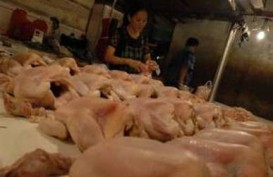 Harga Daging Ayam Ras di Balikpapan Naik